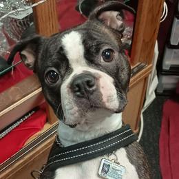 Alla (aka. Aynalla Queen of Azzhats) - Boston Terrier