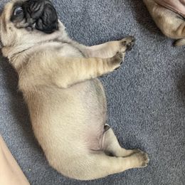 Pug Puppies from Immaculate Pugs