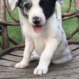 Border Collie Puppies from By Design Farm