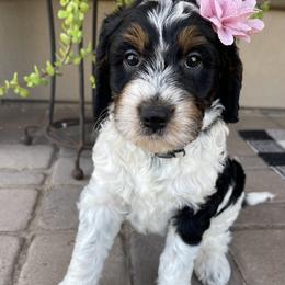 Bali - Tri-color female Bernedoodle puppy in Superior, Arizona from Mountain Bridge Doodles