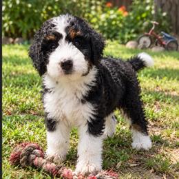 Yellow girl - Tri-color female Bernedoodle puppy in Gilbert, Arizona from Azteddybeardoodles