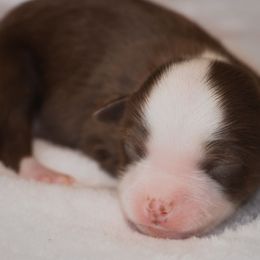 Miniature Australian Shepherd Puppies from Bellewynd Acres