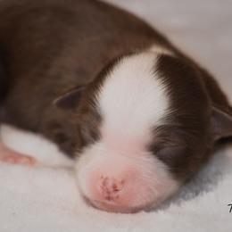 Miniature Australian Shepherd Puppies from Bellewynd Acres