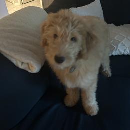Goldendoodle Puppies from Oodles of Doodles