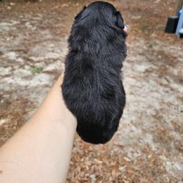 Gypsy - Black tri female Miniature Australian Shepherd puppy in Dunnellon, Florida from Ever After Mini Aussies