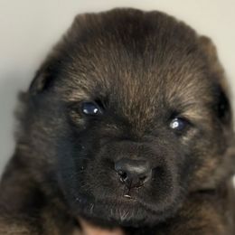 Donner (grey collar) - Sable male German Shepherd puppy in Canterbury, Connecticut from Nachtwaechter German Shepherds, LLC