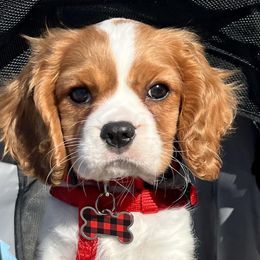Cavalier King Charles Spaniels from Fairytale Cavaliers