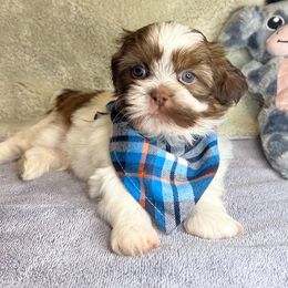 Tony - Gold and white male Shih Tzu puppy in Hemet, California from Aloha Shih Tzu
