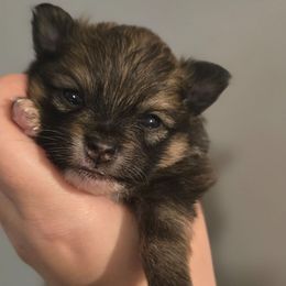 Sable girl - Cream sable parti female Pomeranian puppy in Bloomingdale, New Jersey from Bella Luna Pomeranians
