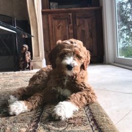 Goldendoodle Puppies from Island Doodles of Georgia