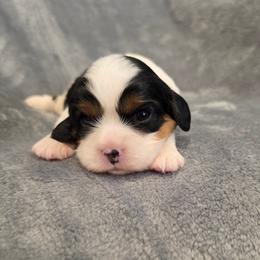Freddy - Tri-color male Cavalier King Charles Spaniel puppy in Romeoville, Illinois from KonopkaKennelsLLC