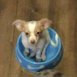 Chihuahuas from Exotic Fur Babies