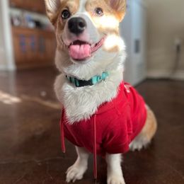 American Corgi and Pembroke Welsh Corgi All Grown Up from Vacaloca Corgis