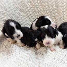 Our Girls - Black and white female Portuguese Water Dog puppy in Vancouver, Washington from Portie Puppies