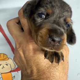 Boy 1 - Dapple male Dachshund puppy in South Haven, Kansas from Keen's Dachshunds