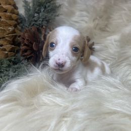 Holly - Piebald female Dachshund puppy in Washburn, Tennessee from Clinch Mountain Dachshunds