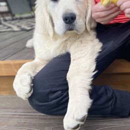 Lexi - Golden Retriever puppy in Marshfield, Missouri from Charm Puppies