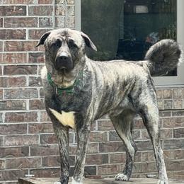 Anatolian Shepherd Dogs from Swan Falls Farm