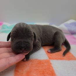 Levi - Blue male Great Dane puppy in Kannapolis, North Carolina from Carolina Great Danes & Toy Poodles