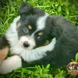 Nova - Black tri female Toy Australian Shepherd puppy in Humansville, Missouri from Tater Tot aussies