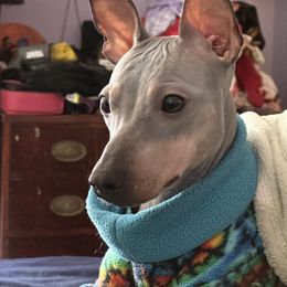 Joy - American Hairless Terrier