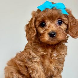 Blue - Red  female Goldendoodle puppy in Hesperia, Michigan from Red Acres Poodles & Doodles