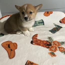 Trish - Sable female Pembroke Welsh Corgi puppy in Canton, Texas from Circle M Corgis