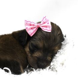 Noel - Dachshund puppy from Legacy Lane Dachshunds