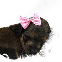Noel - Dachshund puppy from Legacy Lane Dachshunds