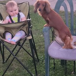 Dachshunds from Minnesota dachshund