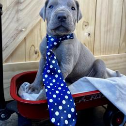 Storm - Silver male Great Dane puppy in Ardmore, Alabama from Delta Danes