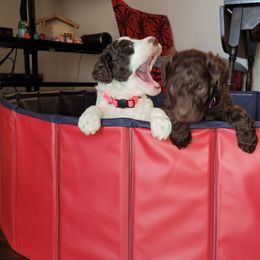 Poodle Puppies from Jazzi Oodles