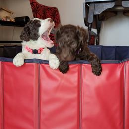 Poodle Puppies from Jazzi Oodles