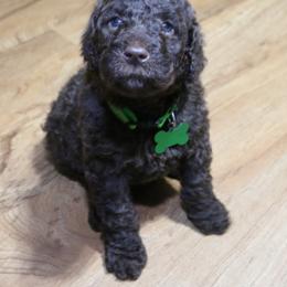 Poodle Puppies from RK'S Pets