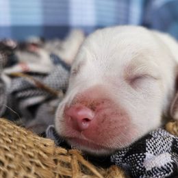 Lemon boy 1 - Lemon and white male Beagle puppy in Spring Branch, Texas from Lost Trail Kennels