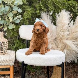 Purple collar girl - Red  female Goldendoodle puppy in Spokane, Washington from Dream Doodles in Spokane WA