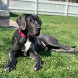 Great Danes from Limestone Farm Danes