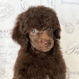 AKC Otto - Brown male Poodle puppy in Tecumseh, Oklahoma from Poodles in the Garden