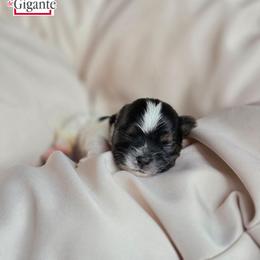 Max - Black tan and white male Biewer Terrier puppy in California from Corazon de gigante