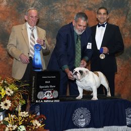 Bulldogs from Glamis Bulldogs