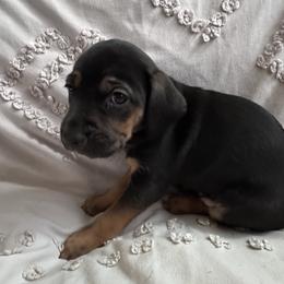 Catahoula Leopard Dog Puppies from Cottonwood Creek Catahoula’s