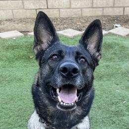 Nikki - German Shepherd