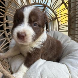 Marisabell - Red tri-color female Australian Shepherd puppy in Grants Pass, Oregon from Carmel Mountain Aussies