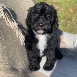Honey - Black female Sheepadoodle puppy in Columbia, Tennessee from Primrose Cottage Puppies