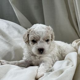 Poodle Puppies from Upper Echelon