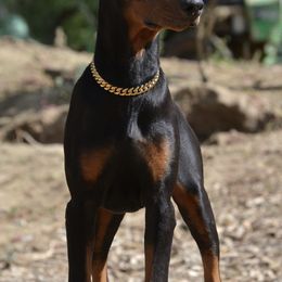 Doberman Pinscher Puppies from Obsidian Kennels