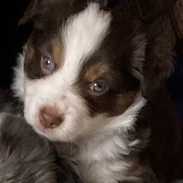 Miniature Australian Shepherd Puppies from Water's Edge Aussies