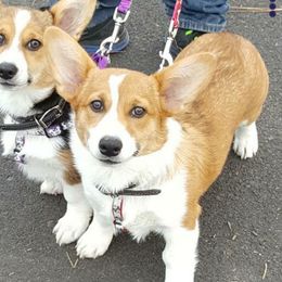 Indy - Pembroke Welsh Corgi
