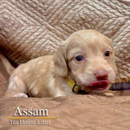 Assam - Cream male Dachshund puppy in Toquerville, Utah from Rockindachs