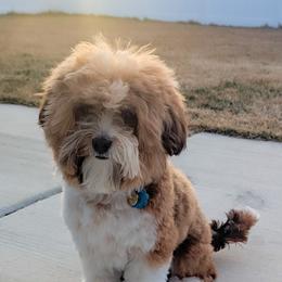 Bernedoodle, Cavapoo, Havanese, and Havapoo Puppies from Lady Paws Puppies - Cassie